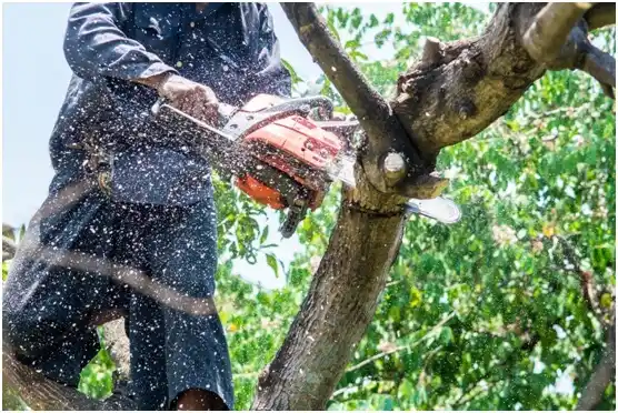 tree services North Belle Vernon